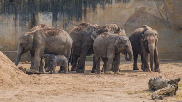 Mob of asian elephants grey thick skin baby elephant