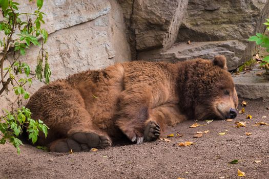 Sleeping grizzly bear brown fur tired fluffy