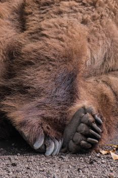 Paw of sleeping grizzly bear brown fur tired fluffy