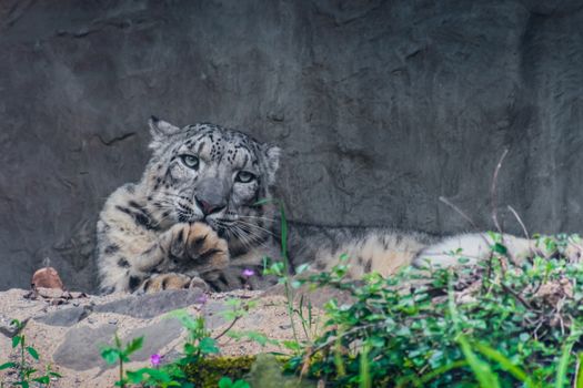 Snow leopard licking his paw bright fur