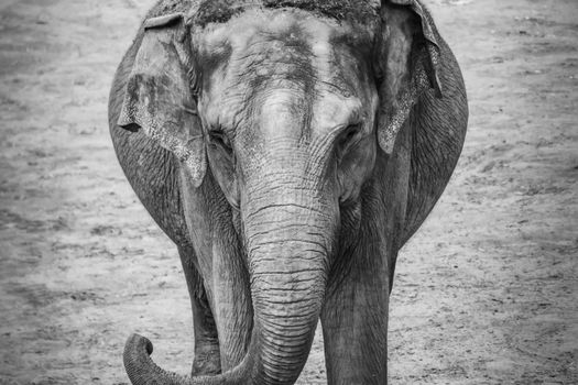 Old grey elephant portrait trunk thick skin