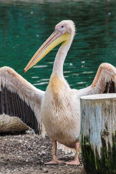 Pelican with yellow beak showing his wings