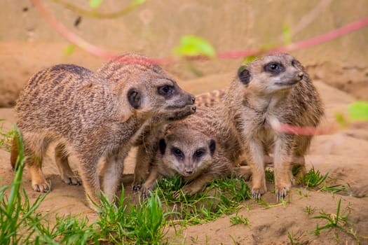 Three meerkats or suricats family on sand