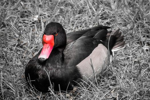 Red beak of black duck with orange eyes in black and white