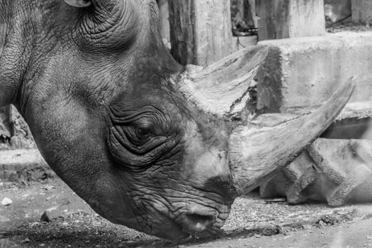 Rhino rhinoceros head horn grey thick skin black and white