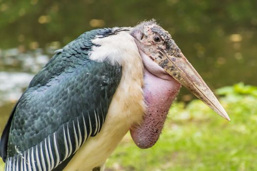 Vulture bird ugly skin resting on ground