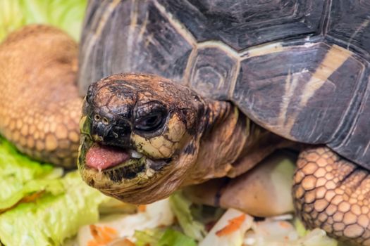 Tortoise shell turtle eating vegetables reptile head