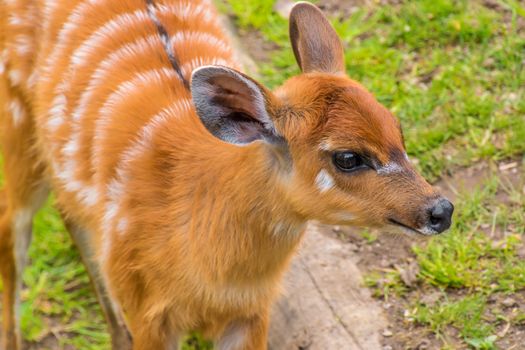 Western sitatunga marshbuck orange fur white stripes