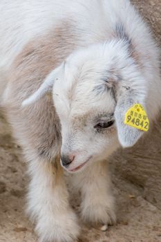 White fur young baby goat big eyes