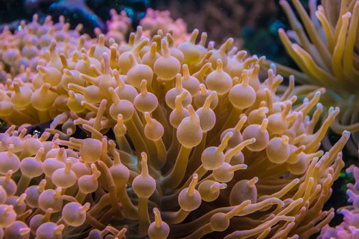 Tropical water plants orange bubbled leafs coral anemone