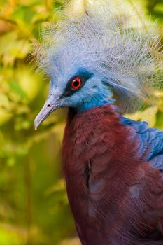 Tropic bird with blue feathers on his head and red eyes