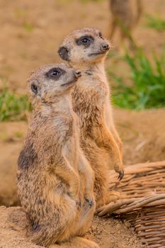 Two meerkats or suricats standing on sand