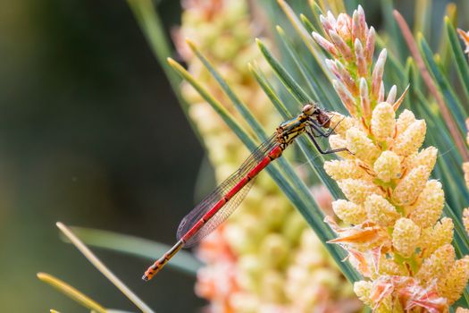 Red and yellow dragon fly sitting on new shoot of pine