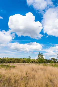 Dry meadow in summer arid landscape blue cloudy sky