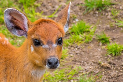 Western sitatunga marshbuck with orange fur white stripes