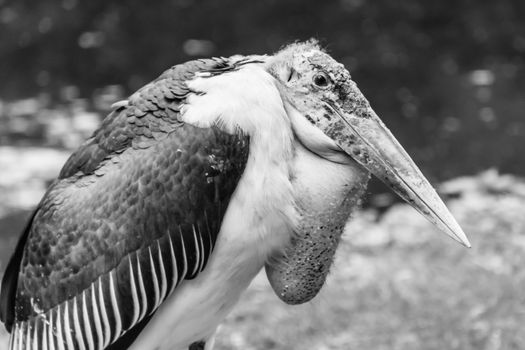 Vulture bird ugly skin resting on ground black and white