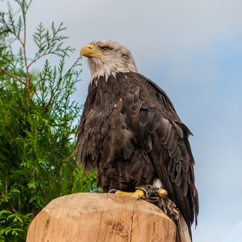 Washington sea eagle sitting wooden stem