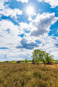 Dry meadow in summer arid landscape blue sky lens flare