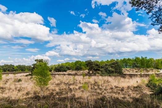 Burned meadow in summer arid landscape blue sky