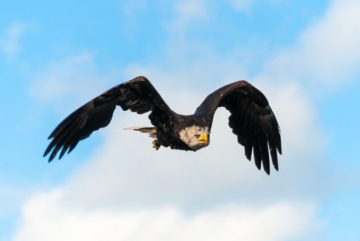 Washington sea eagle spreading wings