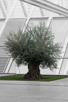 Extremely old olive tree surrounded by modern architecture bw green