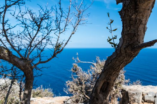 Stem of old olive tree in front of sea