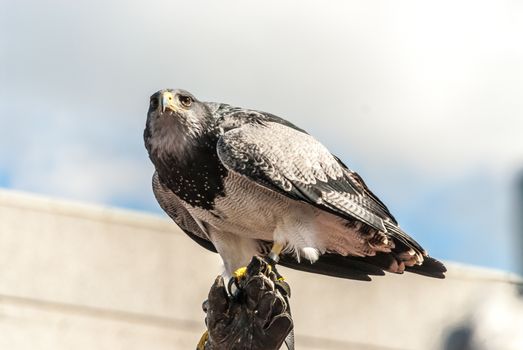 Man trained falcon with black and white