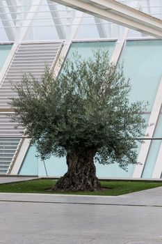Extremely old olive tree surrounded by modern