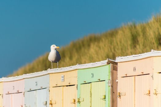 Seagull resting on beach sheds sunset
