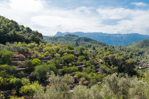 Olive tree terraces medicean oil trees mallorca