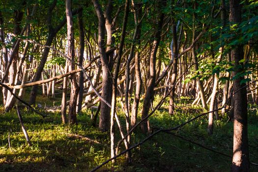 Sun shining into forest near beach sunset