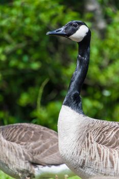 Black headed goose in front green background