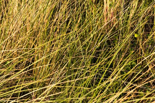 Dune grass at the beach sunset