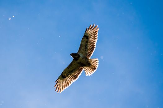 Eagle buzzard falcon flying sun shining through