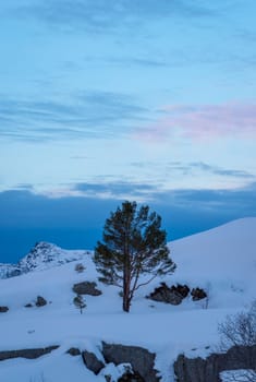 Tree in deep snow blue landscape