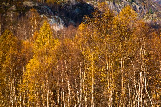 Birch trees yellow leaves in fall