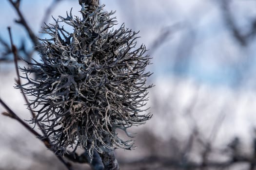 Dry winter moss lichen at branch