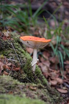 Fly agaric in forrest red poisonous