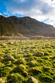 Moss covered rocks in sunlight