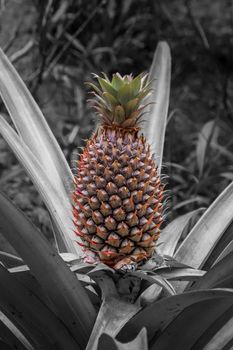 Pineapple growing wild