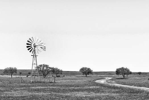 A windmill and a road in a field of wildflowers near Nieuwoudtville in the Northern Cape Province. Monochrome
