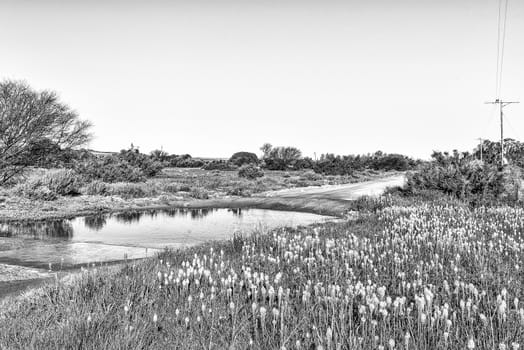 Bulbinellas (Bulbinella nutans) and a ford in the road at Willemsrivier in the Northern Cape Province. Monochrome