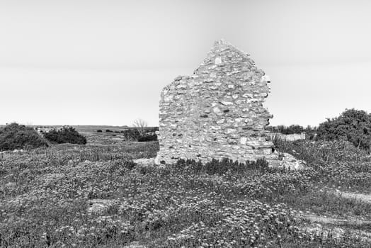 An historic ruin and wildflowers at Groenrivier near Nieuwoudtville in the Northern Cape Province. Monochrome