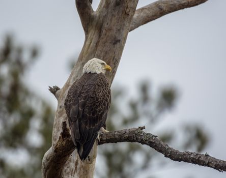 bald eagle, Haliaeetus leucocephalus, Chincoteague National Wildlife Refuge,Chincoteague Island