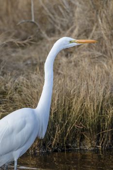 great egret, Ardea alba, Chincoteague National Wildlife Refuge,Chincoteague Island