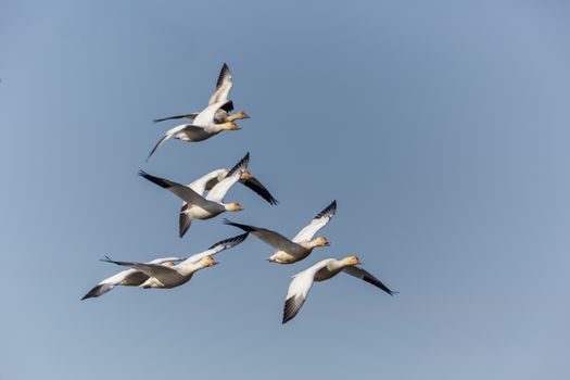 snow goose, Chen caerulescens, Chincoteague National Wildlife Refuge,Chincoteague Island