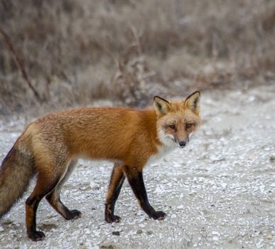 red fox, Vulpes vulpes, Chincoteague National Wildlife Refuge,Chincoteague Island