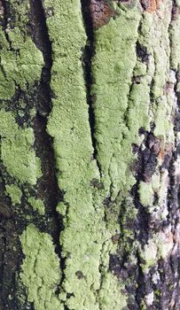 Detail of a tree trunk covered with moss