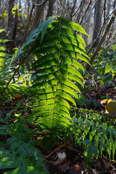 Long green bracken fern leaf, backlit by the sun in a wood, highlighting the spores on the underside of the leaves