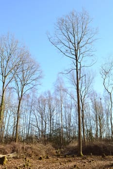 Tall, bare-branched trees in a coppiced clearing in woodland against a clear blue sky